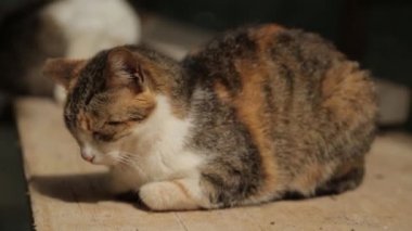 Karadağ sokaklarında kediler, Kotor. Evcil hayvanlarla eski şehrin sokakları.