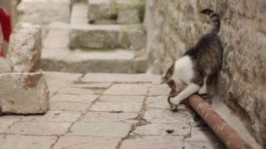 Karadağ sokaklarında kediler, Kotor. Evcil hayvanlarla eski şehrin sokakları.