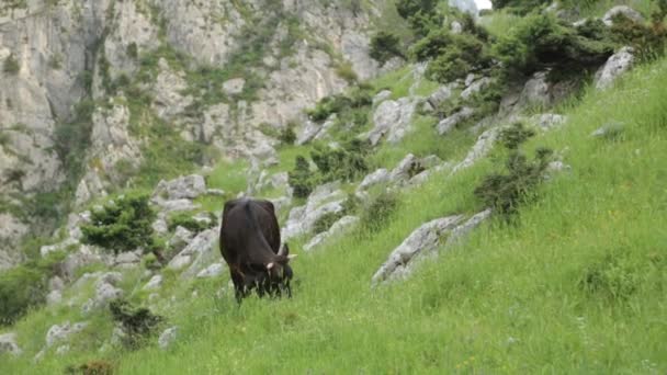 牧草地の山の野原で放牧している牛 モンテネグロの食肉生産 — ストック動画