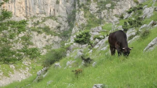 Vache paissant dans un champ dans les montagnes, dans le pâturage. Production de viande en Monténégro .