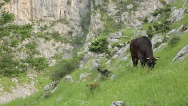 Αγελάδα Που Βόσκει Χωράφι Στα Βουνά Στο Βοσκότοπο Παραγωγή Κρέατος — Αρχείο Βίντεο