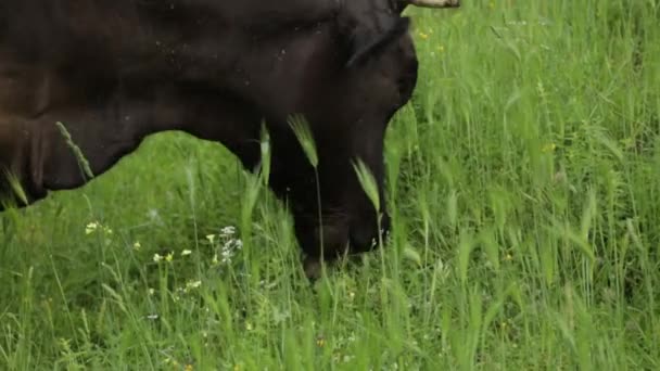 Mucca Pascolo Campo Montagna Nel Pascolo Produzione Carne Montenegro — Video Stock