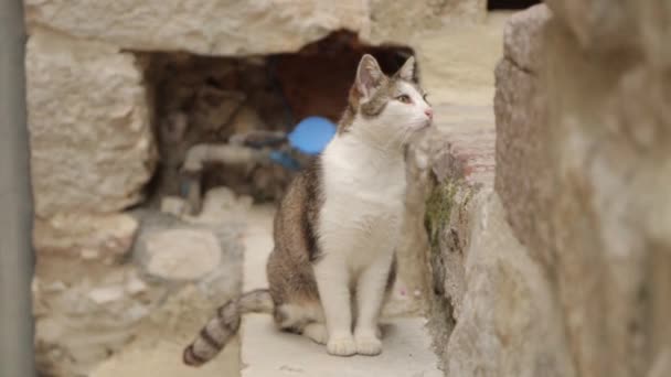 Gatti Strade Del Montenegro Kotor Strade Del Centro Storico Con — Video Stock