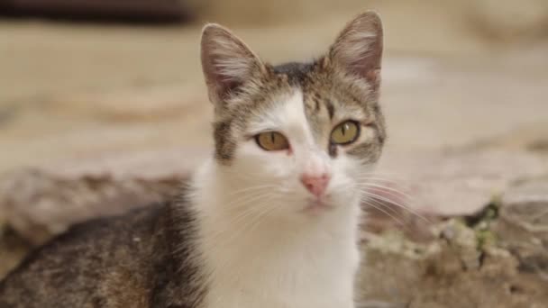 Des chats dans les rues du Monténégro, Kotor. Les rues de la vieille ville avec des animaux domestiques .