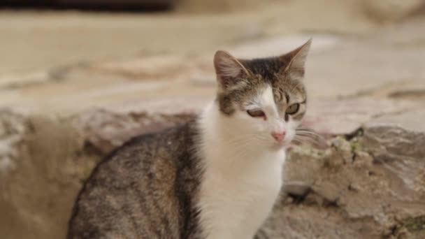 Des chats dans les rues du Monténégro, Kotor. Les rues de la vieille ville avec des animaux domestiques .