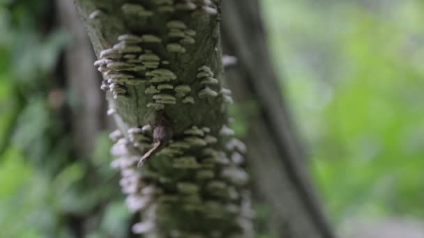 Vecchio Paziente Una Foresta Oscura Montenegro Foresta Atmosferica Cupa Alberi — Video Stock