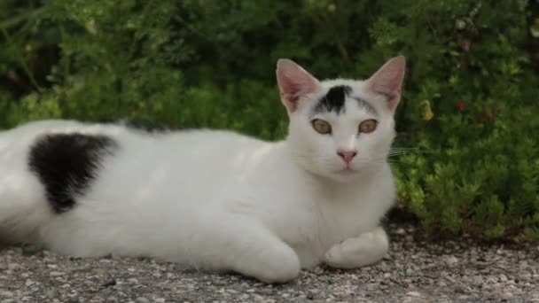 Koty Ulicach Czarnogóry Kotor Ulice Starego Miasta Zwierzętami — Wideo stockowe