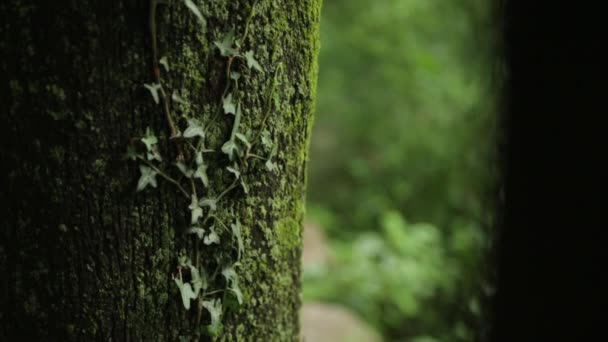 モンテネグロの暗い森の古い患者 暗い大気の森と感染した木々 — ストック動画