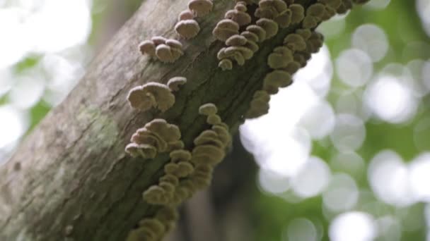 Vecchio Paziente Una Foresta Oscura Montenegro Foresta Atmosferica Cupa Alberi — Video Stock