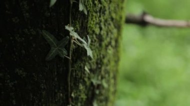 Karadağ'da karanlık bir orman olan yaşlı bir hasta. Kasvetli atmosferik orman ve enfekte ağaçlar.