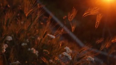 Gün batımında ot kulakları ve yüzler. Doğanın fotoğrafçılığı üzerine parıltı ve yansımalar.