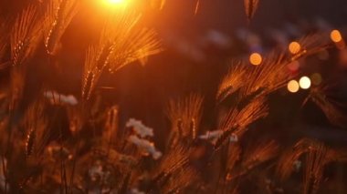 Gün batımında ot kulakları ve yüzler. Doğanın fotoğrafçılığı üzerine parıltı ve yansımalar.