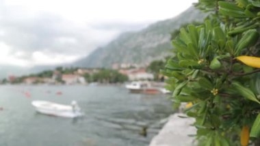 Karadağ'daki balık pazarının tezgahları. Kalamar, kabuklu deniz ürünleri ve balık gece yakalamak.
