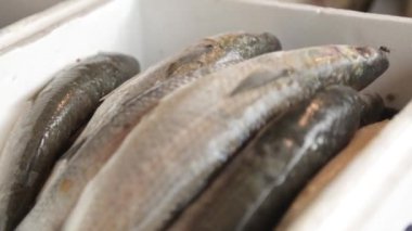 Karadağ'daki balık pazarının tezgahları. Kalamar, kabuklu deniz ürünleri ve balık gece yakalamak.