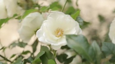 Doğada çiçek makro fotoğraf alanında. Soyut arka planlar ve ev çiçekleri.