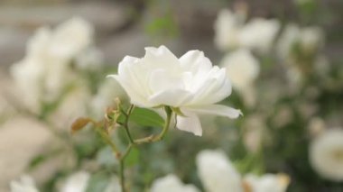 Doğada çiçek makro fotoğraf alanında. Soyut arka planlar ve ev çiçekleri.