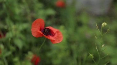 Doğada çiçek makro fotoğraf alanında. Soyut arka planlar ve ev çiçekleri.