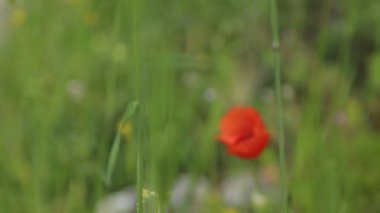 Doğada çiçek makro fotoğraf alanında. Soyut arka planlar ve ev çiçekleri.