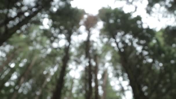 老病人黑山一片漆黑的森林 昏暗的大气森林和受感染的树木 — 图库视频影像