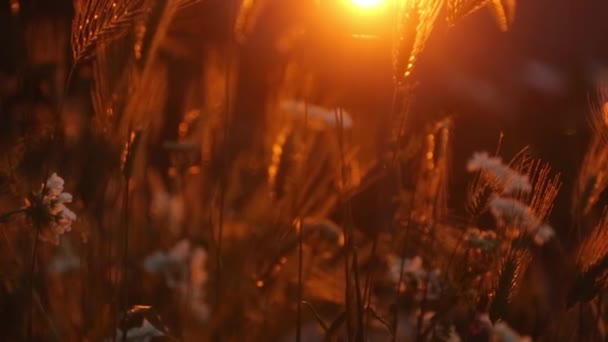 Oreilles Herbe Visages Coucher Soleil Éblouissement Les Réflexions Sur Photographie — Video