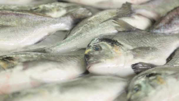 Die Stände Des Fischmarktes Montenegro Tintenfisch Schalentiere Und Fische Aus — Stockvideo