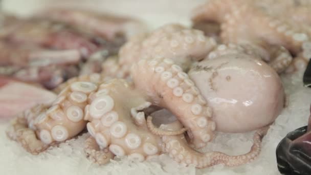 Stalls Fish Market Montenegro Squid Shellfish Fish Night Catch — Stock Video