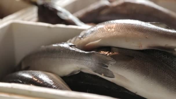 Les étals du marché aux poissons au Monténégro. Calmar, crustacés et poissons de la capture nocturne .