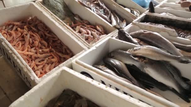 Los Puestos Del Mercado Pescado Montenegro Calamares Mariscos Peces Pesca — Vídeos de Stock