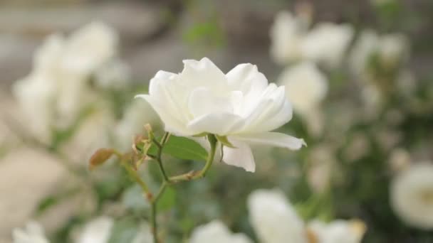 Makrofotografii Kwiatów Przyrodzie Dziedzinie Abstrakcyjne Tła Kwiaty Domowe — Wideo stockowe