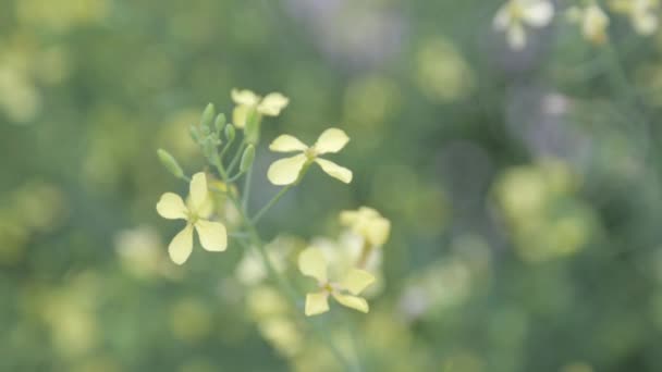 Macro Fotografía Flores Naturaleza Campo Fondos Abstractos Flores Caseras — Vídeo de stock