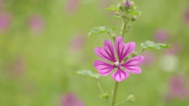 Doğada çiçek makro fotoğraf alanında. Soyut arka planlar ve ev çiçekleri.