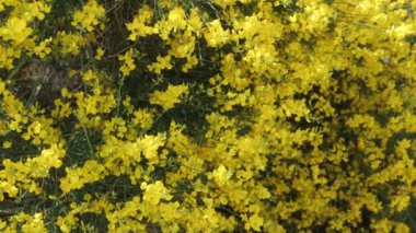 Doğada çiçek makro fotoğraf alanında. Soyut arka planlar ve ev çiçekleri.