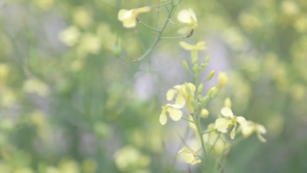 Macro Fotografía Flores Naturaleza Campo Fondos Abstractos Flores Caseras — Vídeos de Stock