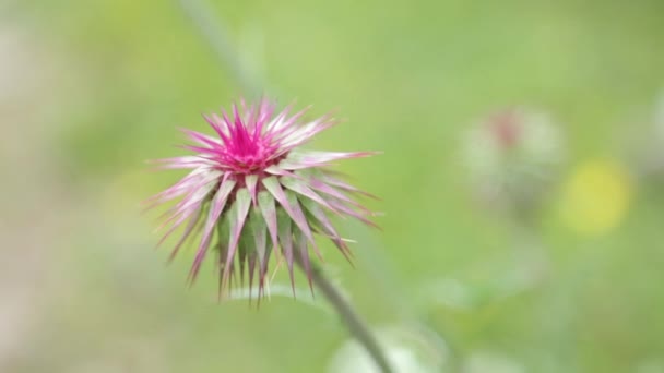 Makrofotografering Blommor Naturen Fält Abstrakta Bakgrunder Och Hem Blommor — Stockvideo