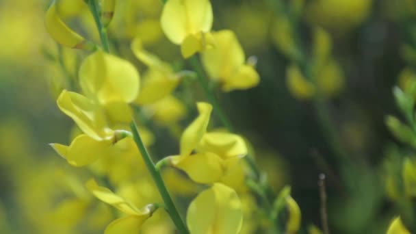 Doğada Çiçek Makro Fotoğraf Alanında Soyut Arka Planlar Çiçekleri — Stok video