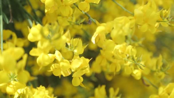 野原の自然の中の花のマクロ撮影 抽象的な背景と家の花 — ストック動画