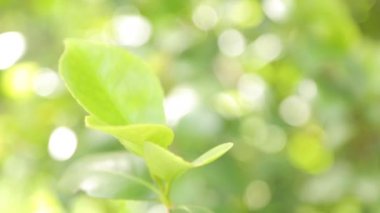 Yaprak ve çimsoyut tropikal arka planlar. Makro fotoğrafçılıkta Karadağ'ın doğası.