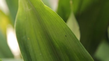 Yaprak ve çimsoyut tropikal arka planlar. Makro fotoğrafçılıkta Karadağ'ın doğası.