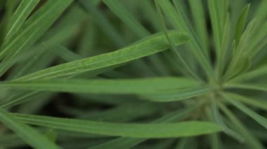 Yaprak ve çimsoyut tropikal arka planlar. Makro fotoğrafçılıkta Karadağ'ın doğası.