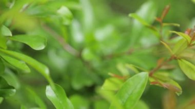 Yaprak ve çimsoyut tropikal arka planlar. Makro fotoğrafçılıkta Karadağ'ın doğası.