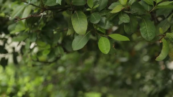 Abstrakta Tropiska Bakgrunder Löv Och Gräs Montenegros Natur Makrofotografering — Stockvideo