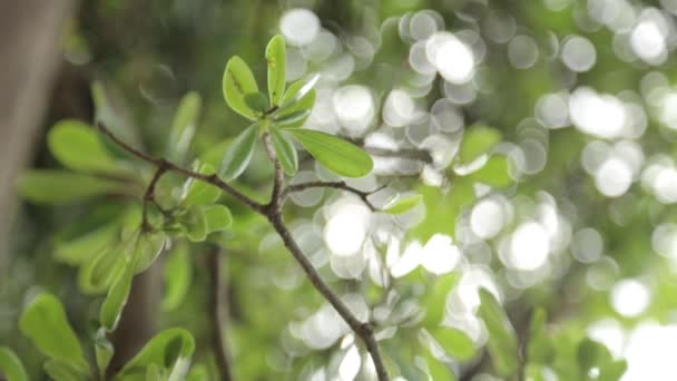 Sfondi Tropicali Astratti Foglie Erba Natura Del Montenegro Macrofotografia — Video Stock