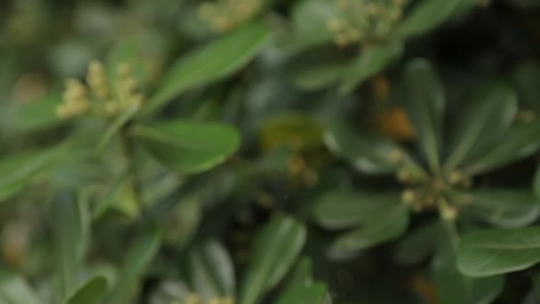Abstrait Milieux Tropicaux Feuilles Herbe Nature Monténégro Macrophotographie — Video