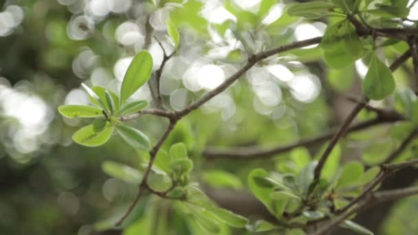 葉や草の抽象的な熱帯の背景 マクロ撮影におけるモンテネグロの性質 — ストック動画