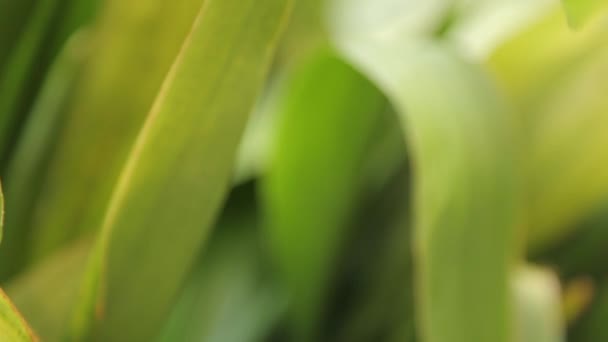 Abstrait milieux tropicaux de feuilles et d'herbe. La nature du Monténégro en macrophotographie .