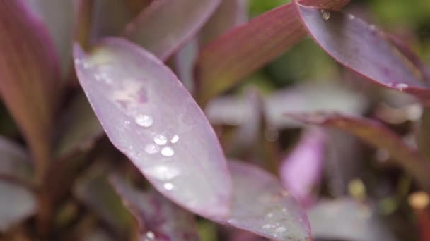 葉や草の抽象的な熱帯の背景 マクロ撮影におけるモンテネグロの性質 — ストック動画