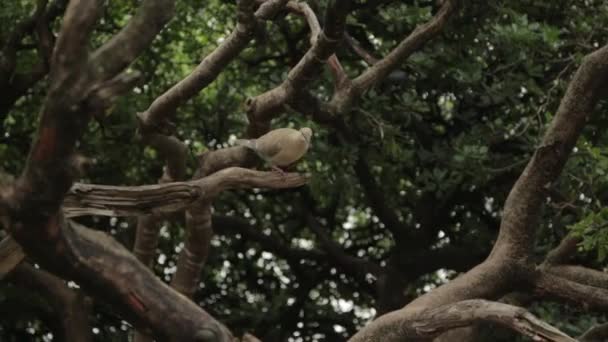 Yaprak Çimsoyut Tropikal Arka Planlar Makro Fotoğrafçılıkta Karadağ Doğası — Stok video