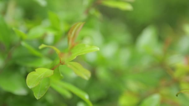 Abstracte Tropische Achtergronden Van Bladeren Gras Aard Van Montenegro Macrofotografie — Stockvideo