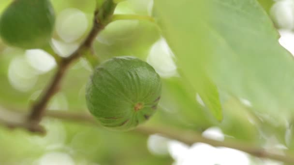 Figuier Monténégro Mûr Verser Des Fruits Sur Une Branche — Video