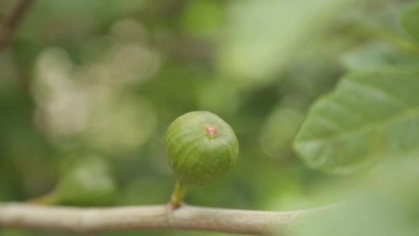 Figuier Monténégro Mûr Verser Des Fruits Sur Une Branche — Video